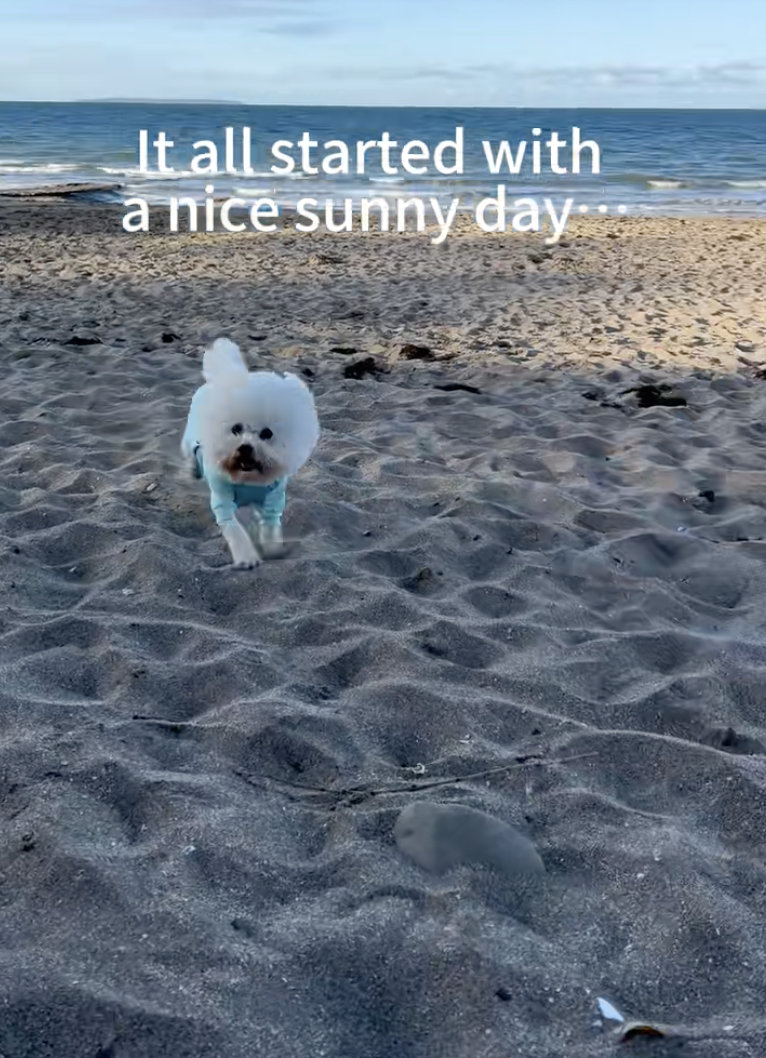 This Dog Was Playing at the Beach—Then One Wrong Step Changed Everything